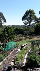 Vege garden